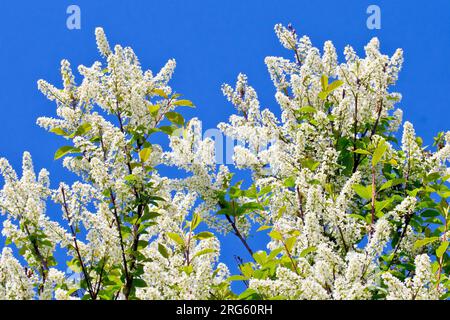 Bird Cherry (prunus padus), Nahaufnahme des Baumes in voller Blüte, die Spikes weißer Blumen isoliert gegen einen klaren blauen Himmel im Frühling. Stockfoto