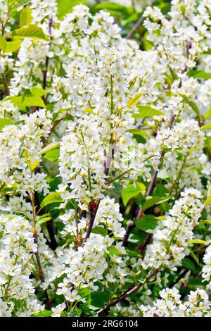 Bird Cherry (prunus padus), Nahaufnahme des Baumes in voller Blüte, bedeckt mit weißen Blütenspitzen oder Blüten im Frühling. Stockfoto