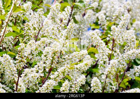 Bird Cherry (prunus padus), Nahaufnahme des Baumes in voller Blüte, bedeckt mit weißen Blütenspitzen oder Blüten im Frühling. Stockfoto