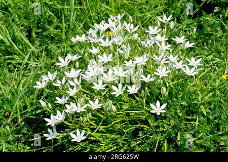 Star-of-Bethlehem (ornithogalum umbellatum), Nahaufnahme einer Gruppe charakteristischer weißer Blüten, die in einem rauen Grasfeld wachsen. Stockfoto