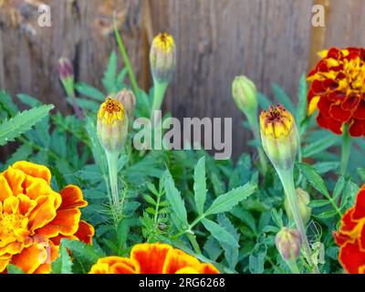 Blühende französische Marigold (Tagetes Patula) im Mittsommer: Ein lebendiger Wandteppich aus Orange, Gelb und Rot inmitten von grünen Grünen in einem ruhigen Garten - A Ma Stockfoto