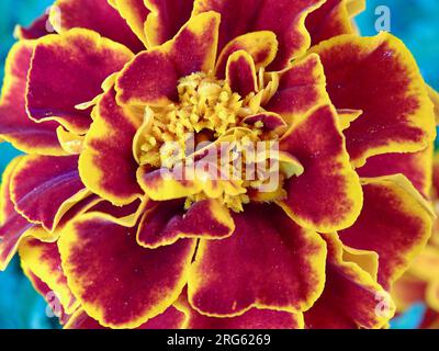 Blühende französische Marigold (Tagetes Patula) im Mittsommer: Ein lebendiger Wandteppich aus Orange, Gelb und Rot inmitten von grünen Grünen in einem ruhigen Garten - A Ma Stockfoto