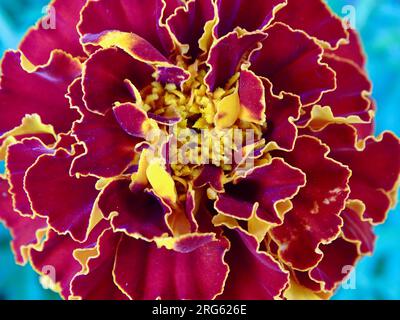 Blühende französische Marigold (Tagetes Patula) im Mittsommer: Ein lebendiger Wandteppich aus Orange, Gelb und Rot inmitten von grünen Grünen in einem ruhigen Garten - A Ma Stockfoto