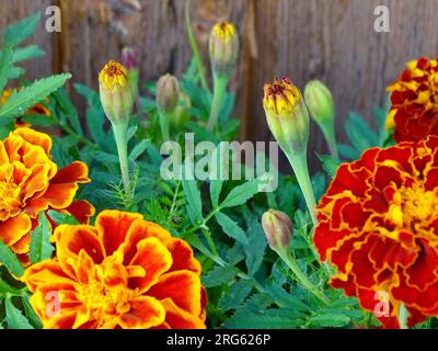 Blühende französische Marigold (Tagetes Patula) im Mittsommer: Ein lebendiger Wandteppich aus Orange, Gelb und Rot inmitten von grünen Grünen in einem ruhigen Garten - A Ma Stockfoto