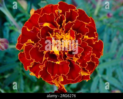 Blühende französische Marigold (Tagetes Patula) im Mittsommer: Ein lebendiger Wandteppich aus Orange, Gelb und Rot inmitten von grünen Grünen in einem ruhigen Garten - A Ma Stockfoto