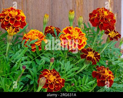Blühende französische Marigold (Tagetes Patula) im Mittsommer: Ein lebendiger Wandteppich aus Orange, Gelb und Rot inmitten von grünen Grünen in einem ruhigen Garten - A Ma Stockfoto