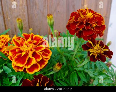Blühende französische Marigold (Tagetes Patula) im Mittsommer: Ein lebendiger Wandteppich aus Orange, Gelb und Rot inmitten von grünen Grünen in einem ruhigen Garten - A Ma Stockfoto