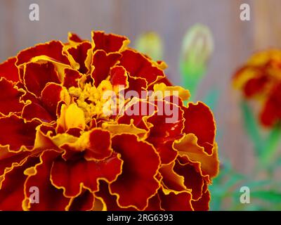 Blühende französische Marigold (Tagetes Patula) im Mittsommer: Ein lebendiger Wandteppich aus Orange, Gelb und Rot inmitten von grünen Grünen in einem ruhigen Garten - A Ma Stockfoto
