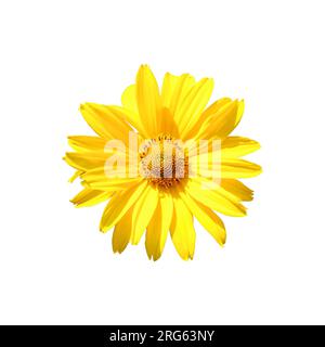 Arnica-Berg, aus der Nähe. Eine wunderschöne gelbe Blume. Isoliert auf weißem Hintergrund. Stockfoto