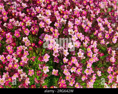 Blühende Mossy Saxifrage in Nahaufnahme Stockfoto
