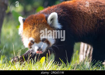 Nahaufnahme eines niedlichen roten Pandabären im Gras, der in die Kamera schaut Stockfoto