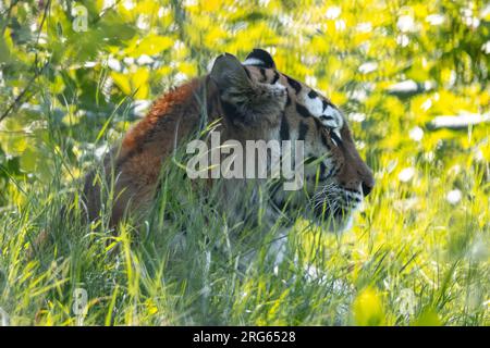 Weiblicher amur-Tiger, der im Gras lag Stockfoto