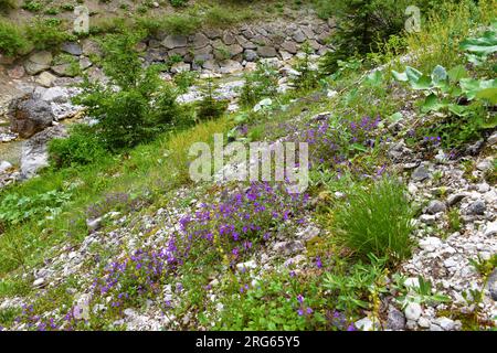 Lila blühende Felsthymian (Acinos alpinus) Blüten über einem Bach im valle Riofreddo in der Comune di Tarvisio in Italien Stockfoto