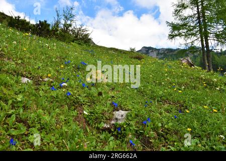 Farbenfrohe Bergwiese in Lipanca über Pokljuka, Slowenien mit blauen Frühlings-Enzianblüten (Gentiana verna) Stockfoto