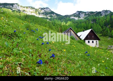 Bergschutzgebiet in Lipanca über Pokljuka in den Julianischen alpen und im Triglav-Nationalpark, Slowenien und Clusius Enzianblüten (Gentiana clusii) Stockfoto