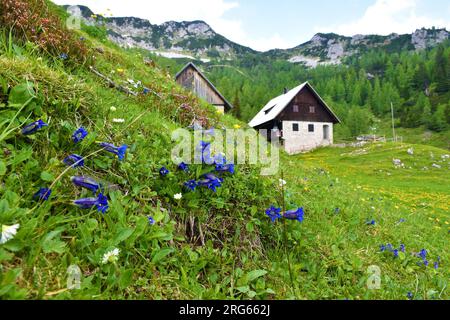 Bergschutzgebiet in Lipanca über Pokljuka in den Julianischen alpen und im Triglav-Nationalpark, Slowenien und Clusius Enzianblüten (Gentiana clusii) Stockfoto