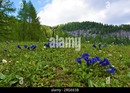 Blaublüten von Clusius Enzian (Gentiana clusii), die auf einer alpinen Wiese in Lipanca über Pokljuka, Slowenien, wachsen, und Waldbedeckung der Lärche (Larix decidua) Stockfoto