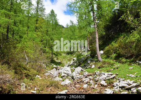 Lärchenwald (Larix decidua) und eine von Sonnenlicht beleuchtete Wiese in Lipanca über Pokljuka, Slowenien Stockfoto