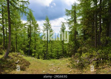 Lärchenwald (Larix decidua) und eine von Sonnenlicht beleuchtete Wiese in Lipanca über Pokljuka, Slowenien, mit dunklen Wolken am Himmel Stockfoto