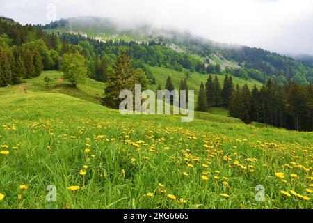 Wiese Bellow Hruski vrh im Karavanke-Gebirge in Gorenjska, Slowenien, mit gelben Blüten und Nebel des Löwenzahns (Taraxacum officinale) Stockfoto
