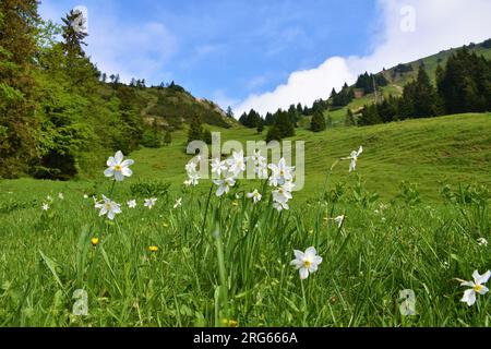 Narzissen (Narcissus poeticus) des weißen Dichters Blüten auf einem Hang im Gebirge Karavanke, Gorenjska, Slowenien Stockfoto