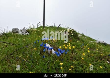 Frühlingsenzian (Gentiana verna) und Bergaven (Dryas octopetala) Gebirgsblumen im selektiven Fokus bei Hruski vrh im Karavanke-Gebirge Stockfoto