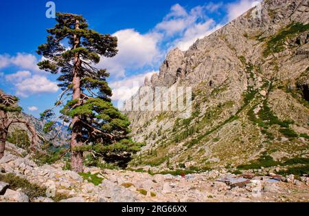 Restonica fließt an der Quelle durch Berg-Tal, Restonica Hochtal, Corte, Haute-Corse, Korsika, Frankreich Stockfoto