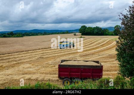 Getreideernte wird in Ballynahatty County Down geerntet Stockfoto