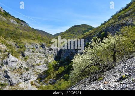 Blick auf den Wasserfall im Val Rosandra-Tal bei Triest in Italien mit weißen blühenden Bäumen im Frühling Stockfoto