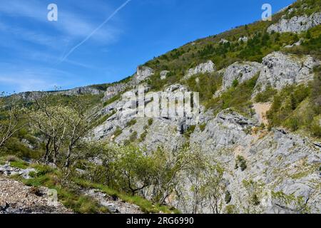 Felsige Hänge im Val Rosandra-Tal bei Triest in Italien mit weißen blühenden Bäumen im Frühling Stockfoto