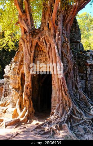 Schnappschuss der auffälligen Wurzeln rund um den Eingang zum historischen Khmer-Tempel von Ta Som. Stockfoto