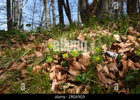 Grüne und gelbe Hacquetia epipactis-Blüten und ein gemeiner Buchenwald Stockfoto