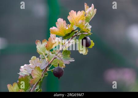 Jostaberry Ribes nidigrolaria, eine Mischung aus schwarzer Johannisbeere und Stachelbeere im Garten. Ast mit reifen Beeren in der Nähe. Selektiver Fokus. Stockfoto