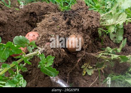 Ernte frischer, roter, biologischer Kartoffeln auf dem Boden des Landfeldes Stockfoto