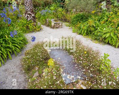 Das Kloster St. Nikolaus, Tresco, Ruinen der Abtei, Tresco Abbey Gardens, Tresco, Isles of Scilly, Cornwall, England, Großbritannien, GB. Stockfoto