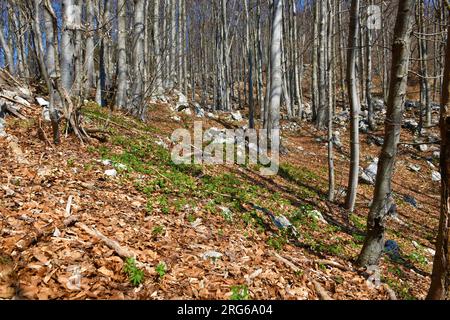 Buchenwald mit Bitterkresse (Cardaminpentaphyllos) im Frühling, die den Waldgrund bedeckt Stockfoto
