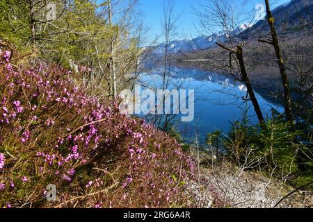 Blick auf den Bohinj-See im Frühling mit rosa Winterheiden (Erica Carnea) Stockfoto