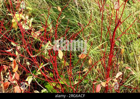 Kräftige rote Zweige und Stämme aus Hundelholz wachsen wild und setzen sich auf langes grünes Gras und verwesende Blätter. Stockfoto