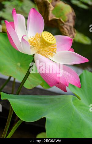 Indischer Lotus, Nelumbo nucifera, fotografiert in Tirta Ganggga, Karangasem, Bali, Indonesien. Stockfoto