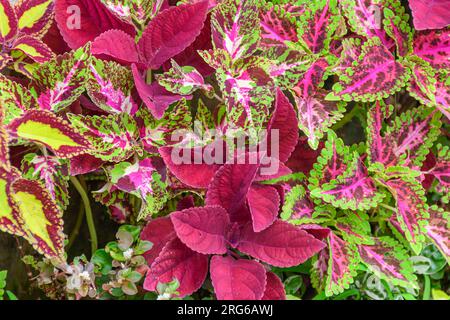 Kultivar von Coleus scutellarioides, Bali, Indonesien Stockfoto