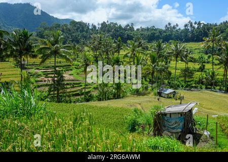 Reisfelder und -Terrassen vor Sidemen, Karangasem, Ostbali, Indonesien. Stockfoto