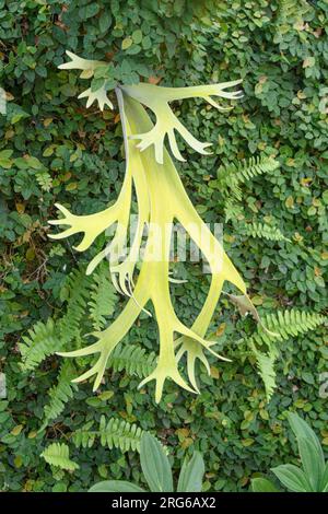 Staghorn Fern, Platycerium bifurcatum, Penglipuran Village, Bangli Regency, Bali, Indonesien Stockfoto