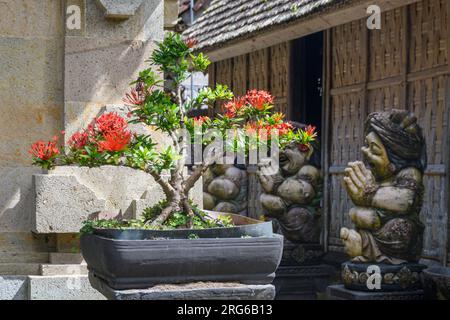 Ein Bonsai-Baum, Ixora Coccinea, Penglipuran Village, Bangli Regency, Bali, Indonesien Stockfoto