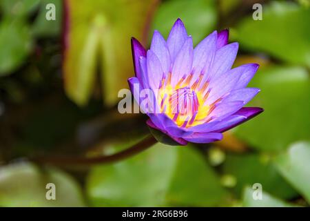 Blauer Lotus, Nymphaea nouchali, Sidemen, Bali, Indonesien Stockfoto