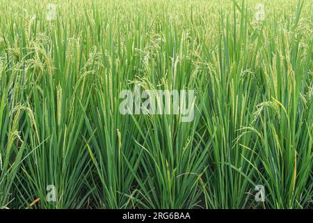 Reis wächst auf einem Feld, nahe Sidemen, Karangasem, Ostbali, Indonesien Stockfoto