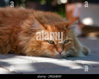 Eine Ingwerkatze, die draußen im Schatten liegt. Schließen. Stockfoto