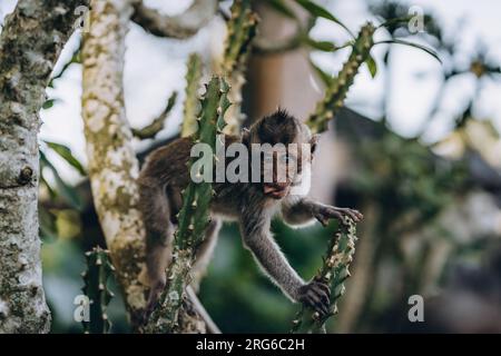 Nahaufnahme des kleinen Affen, der im Affenwald an einem Baum hängt. Süße Makaken klettern auf einen Buschzweig Stockfoto