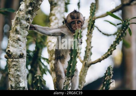 Nahaufnahme des kleinen Affen, der im Affenwald an einem Baum hängt. Süße Makaken klettern auf einen Buschzweig Stockfoto