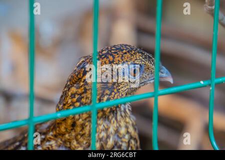 Wilde Hauswachtel - Coturnix coturnix, oder Europäische Wachtel, ist ein kleiner im Boden nistender Wildvogel in der Fasanenfamilie Phasianidae. Nicht einheimisch Stockfoto