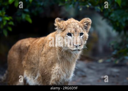 Das junge Löwenjunge in der Savanne des Nationalparks Kenia, Afrika Stockfoto
